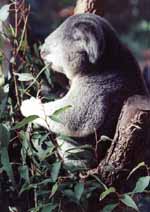 Koala (Category:  Travel)
