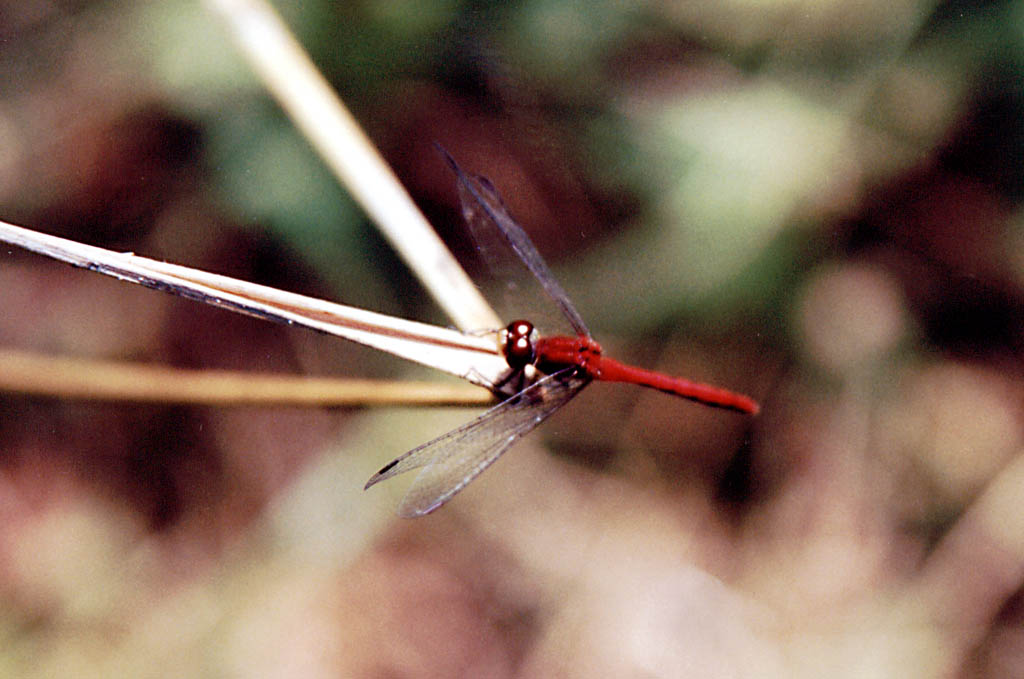 Stunning red dragonfly. (Category:  Hiking)