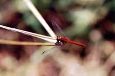 Stunning red dragonfly. (Category:  Hiking)