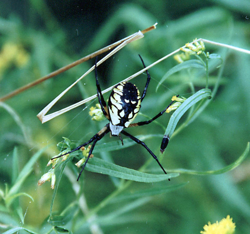 Huge spider. (Category:  Hiking)