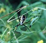 Huge spider. (Category:  Hiking)