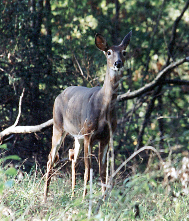 Saw a few deer while biking in the park Friday night. (Category:  Camping)