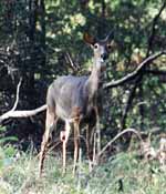 Saw a few deer while biking in the park Friday night. (Category:  Camping)