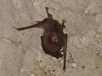 Bat in Amboni. (Category:  Travel)