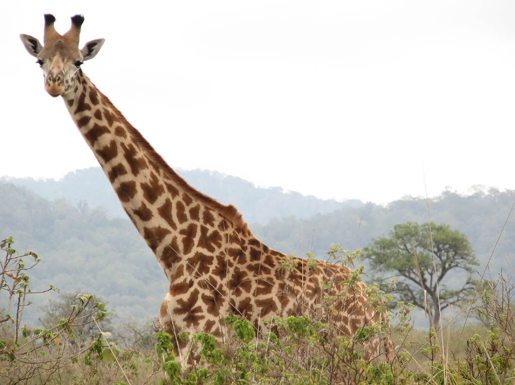 Giraffe (Category:  Travel)