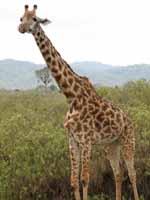 Giraffe (Category:  Travel)