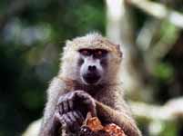 Baboon (Category:  Travel)
