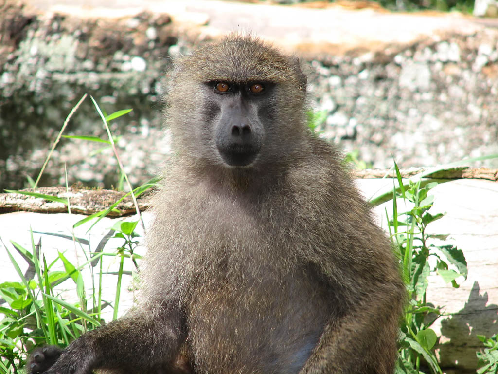 Baboon (Category:  Travel)