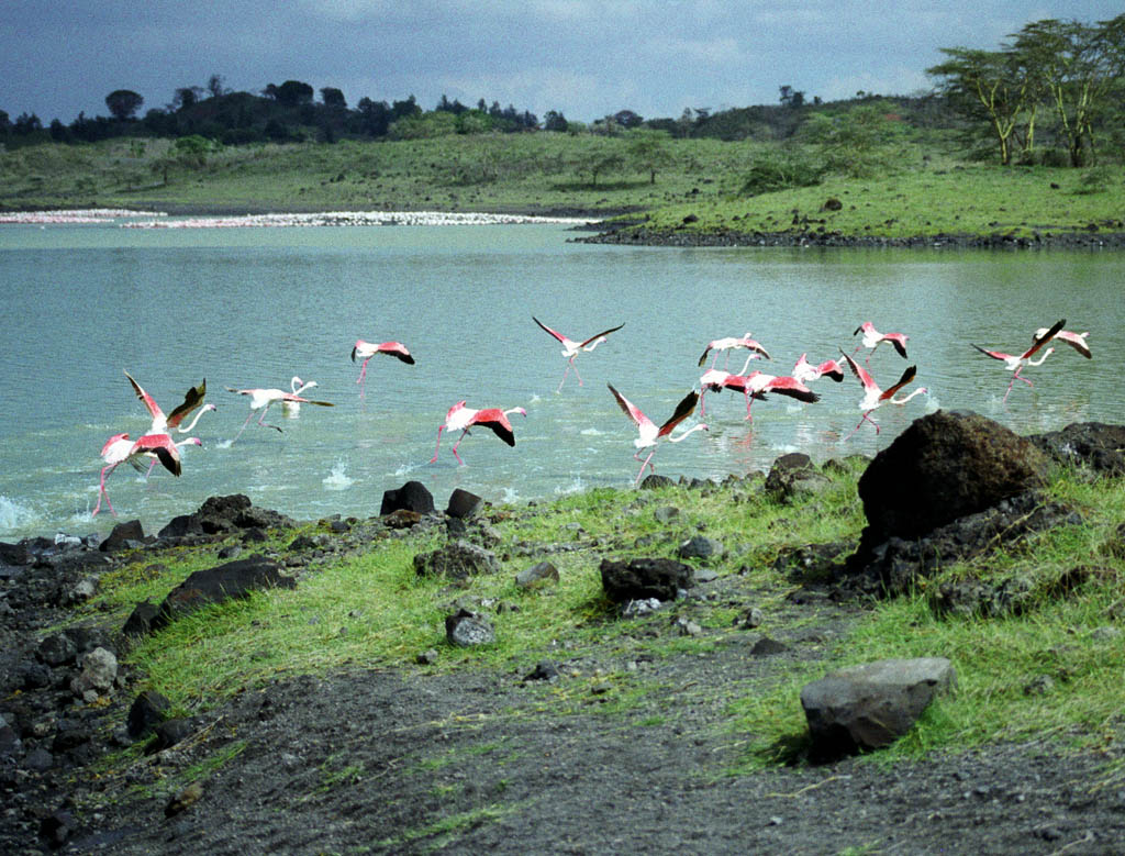 Flamingos (Category:  Travel)
