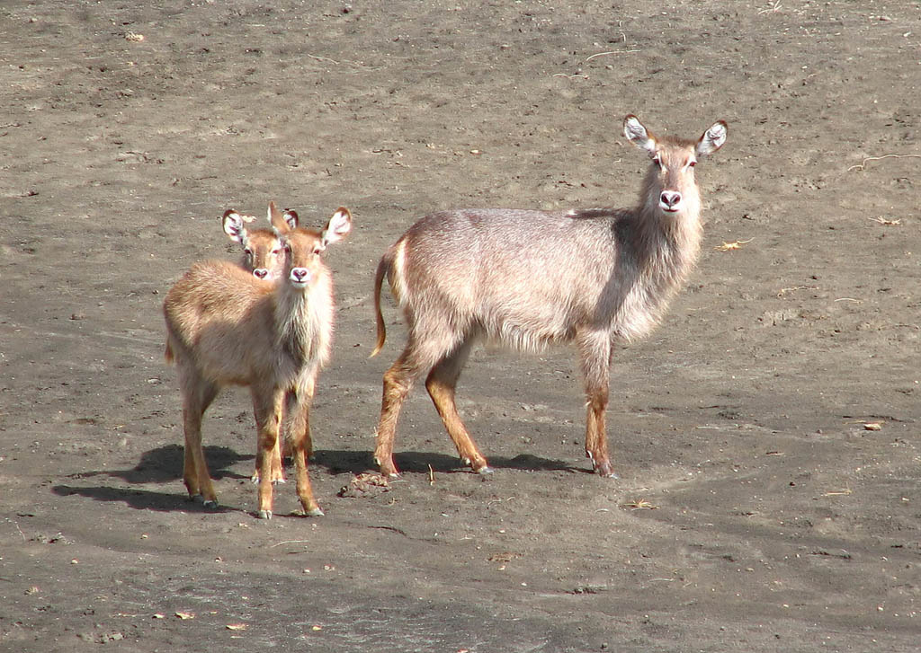 Waterbuck (Category:  Travel)