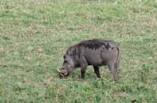 Warthog (Category:  Travel)