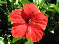 Hibiscus (Category:  Travel)