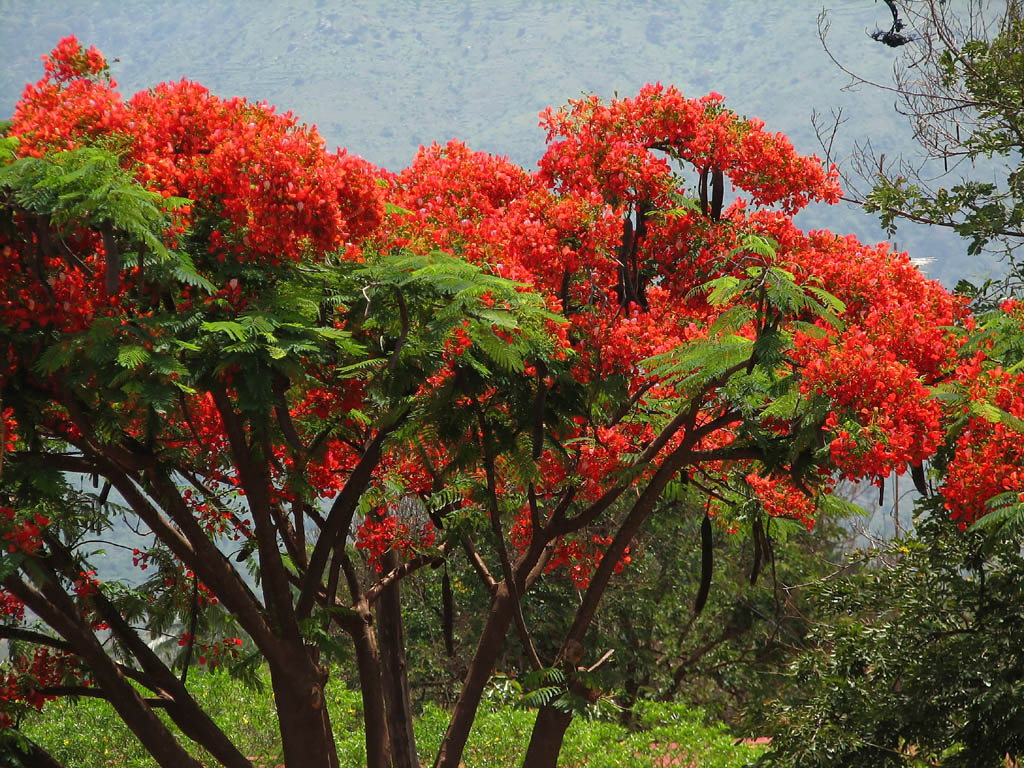 They call these trees Christmas Trees because they bloom in December. (Category:  Travel)