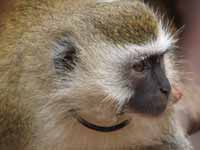 Vervet Monkey one of the town's children kept as a pet. (Category:  Travel)