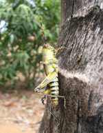 Grasshopper (Category:  Travel)