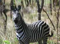 Zebra (Category:  Travel)