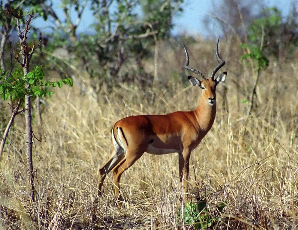 Impala (Category:  Travel)