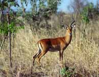 Impala (Category:  Travel)