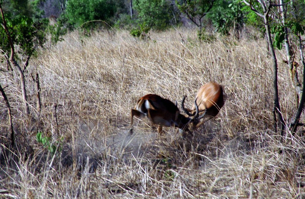 Impala butting heads (Category:  Travel)
