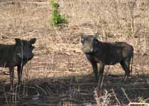 Warthogs (Category:  Travel)