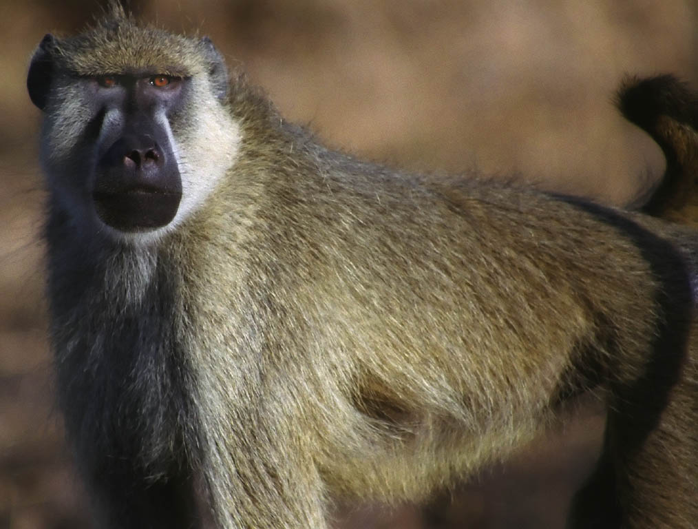 Baboon (Category:  Travel)