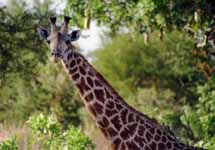 Giraffe (Category:  Travel)