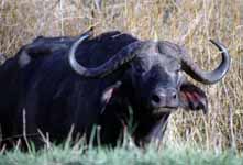 Cape Buffalo (Category:  Travel)