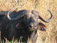 Cape Buffalo (Category:  Travel)