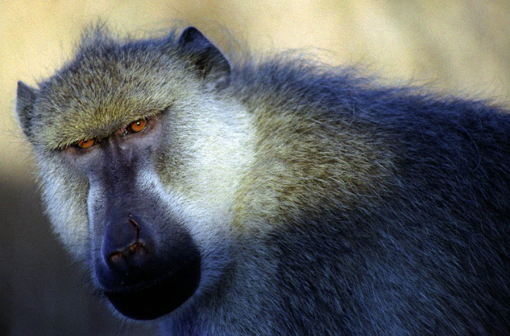 Baboon (Category:  Travel)