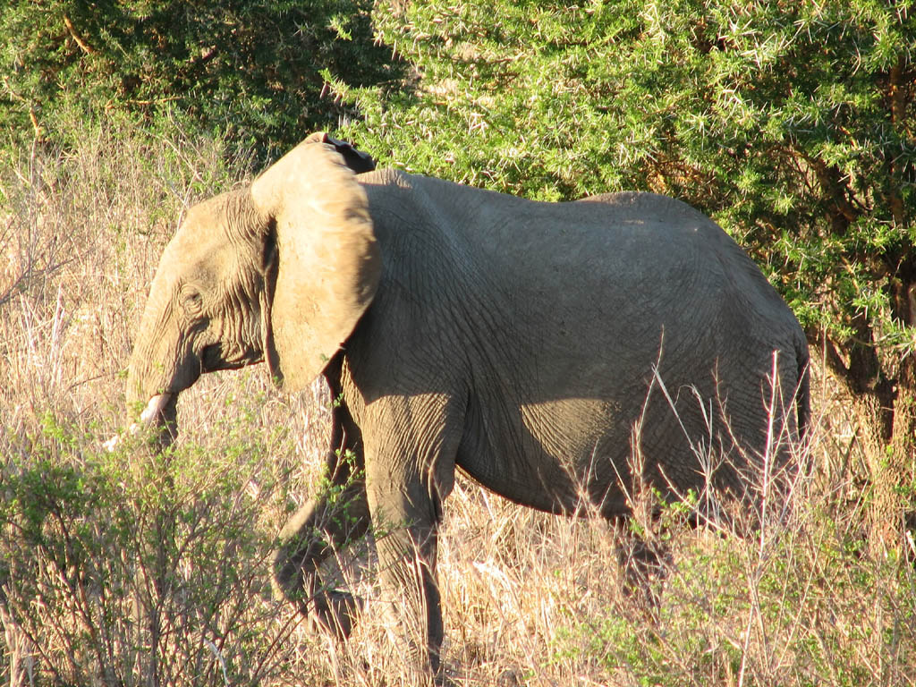 Elephant (Category:  Travel)