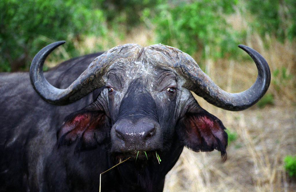 Cape Buffalo (Category:  Travel)