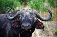 Cape Buffalo (Category:  Travel)