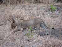 Young Lion (Category:  Travel)