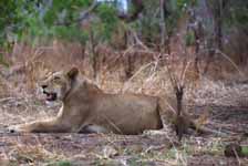 Mother Lion (Category:  Travel)