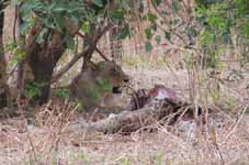 Lion eating a Giraffe (Category:  Travel)