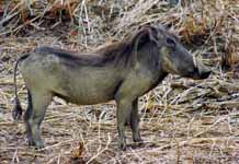 Warthog (Category:  Travel)