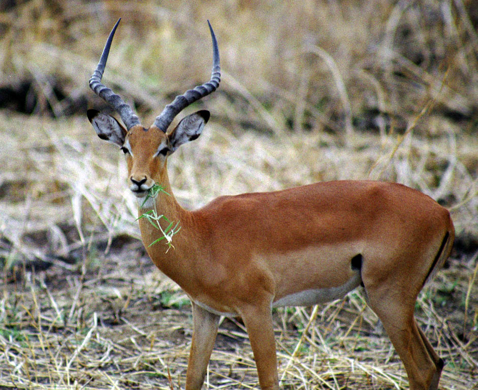 Impala (Category:  Travel)