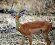 Impala (Category:  Travel)