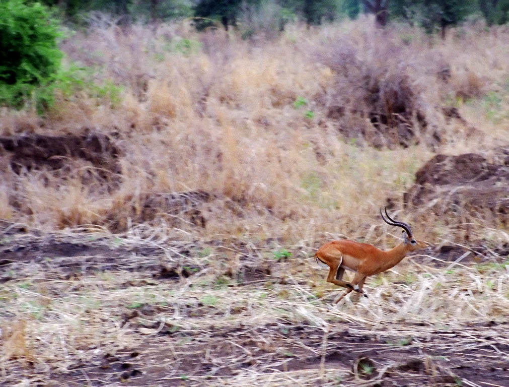 Impala running (Category:  Travel)