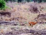 Impala running (Category:  Travel)