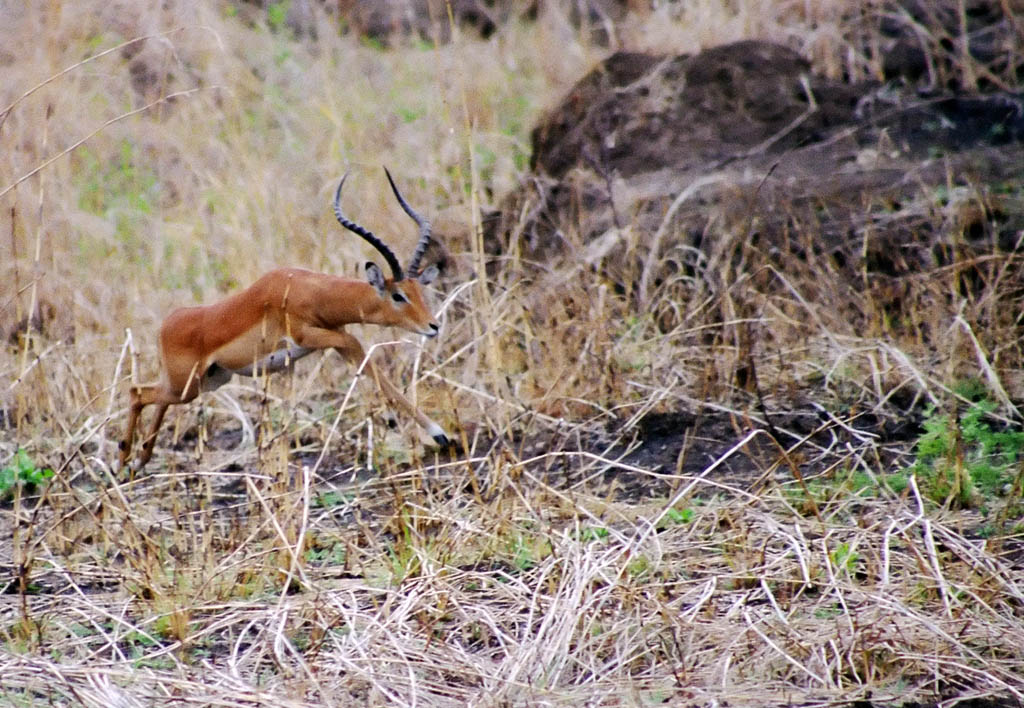 Impala running (Category:  Travel)