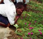 Very proud of his garden. (Category:  Travel)