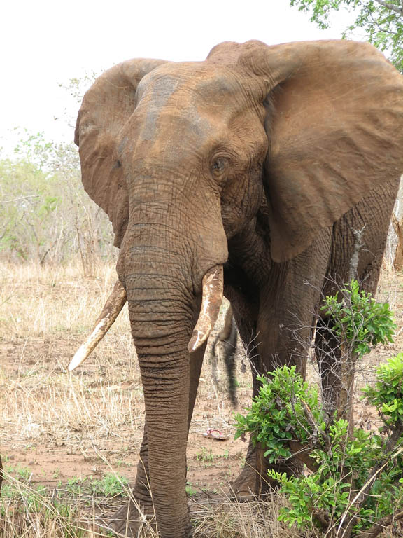 Elephant (Category:  Travel)