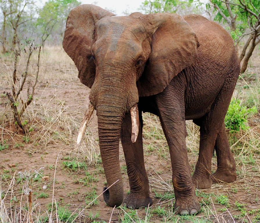 Elephant (Category:  Travel)