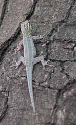 Mjusi, Lizard (Category:  Travel)