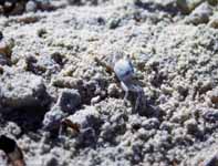Sand Crab (Category:  Travel)