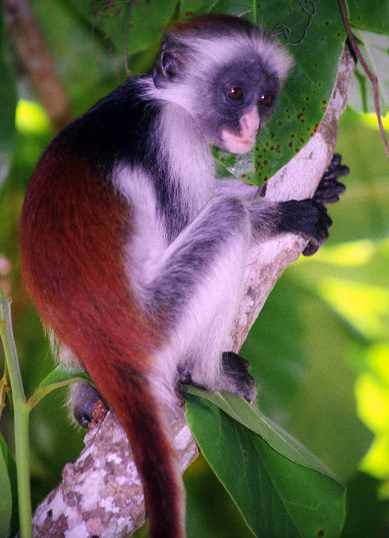 Red Colobus Monkey (Category:  Travel)