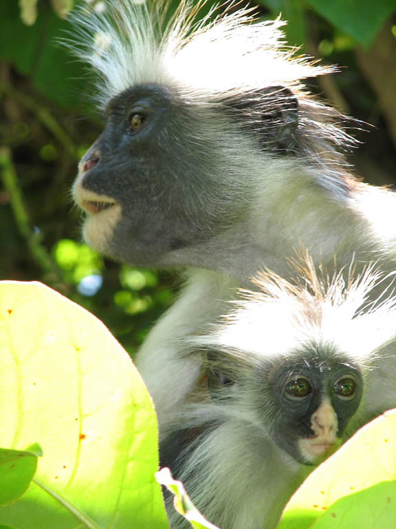 Red Colobus Monkey (Category:  Travel)