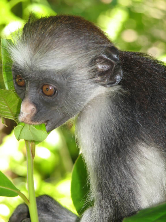 Red Colobus Monkey (Category:  Travel)