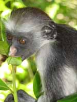 Red Colobus Monkey (Category:  Travel)